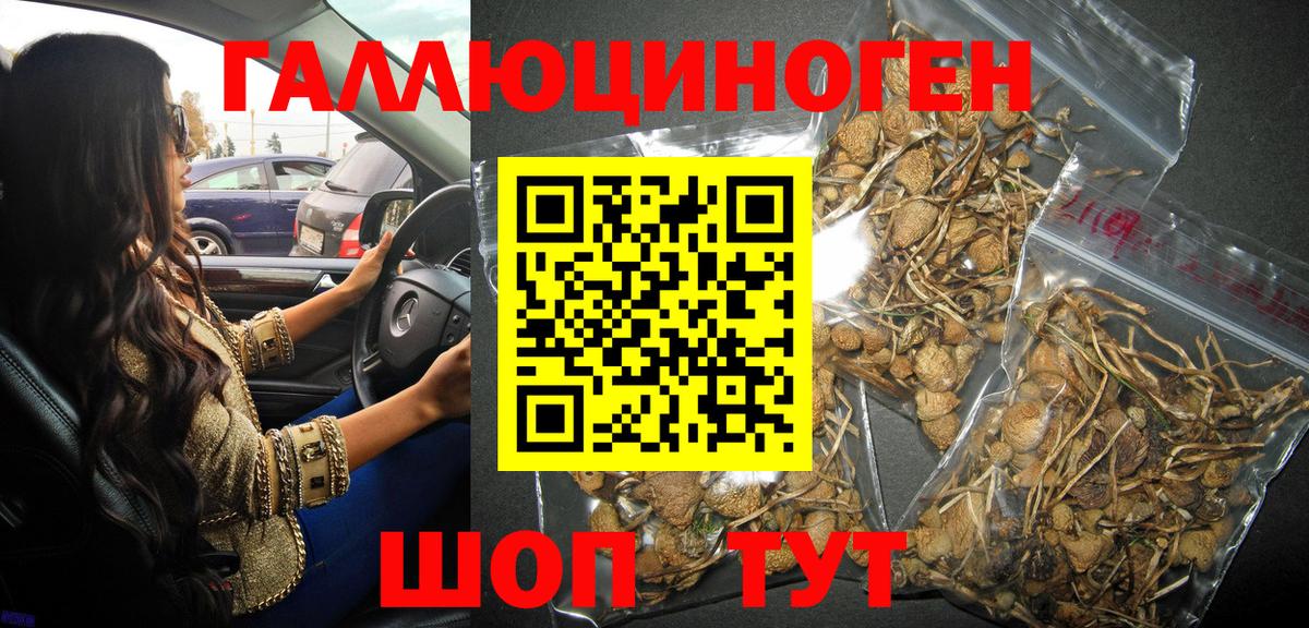 Псилоцибиновые грибы Psilocybe Корсаков